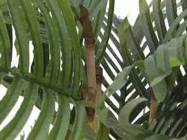 EUROPALMS Kentia Palm dirbtinis augalas 140cm 82511361