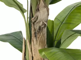 EUROPALMS Dirbtinis bananų medis, 170cm, žali lapai, juoda vaza 82509539