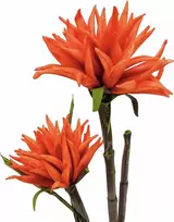 EUROPALMS Dahlia (EVA), dirbtinis augalas, oranžinė, 100cm (82532006)