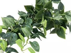 EUROPALMS Pothos Bush Screen Classic, dirbtinis, 100cm 82502203