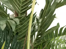 EUROPALMS Kentia Palm dirbtinis augalas 180cm 82511367