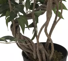EUROPALMS Ficus daugiaspiralis dirbtinis augalas, 130cm 82806314