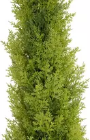 EUROPALMS Leyland Cypress dirbtinis augalas, 120 cm, žali lapai, juodas vazonas 82606964