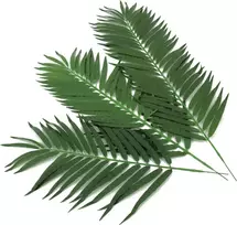 EUROPALMS dirbtinės kokospalmės lapų šakelės, 80 cm, 12 vienetų rinkinys 82509895