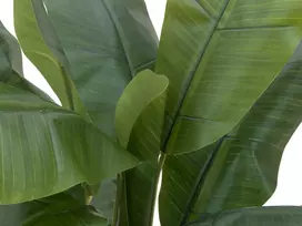 EUROPALMS Dirbtinis bananų medis, 120cm, tikroviški žali lapai, juoda vaza 82509537