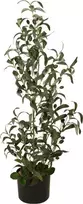 EUROPALMS dirbtinysis alyvmedis, 90 cm, plastikiniai lapai, natūralaus medžio kamienas, juodas vazonas 82506422