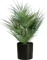 EUROPALMS dirbtinė vėduoklinė palmė vazonėlyje, 55 cm 82509401