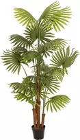 EUROPALMS Dirbtinė vėduoklinė palmė, 165 cm 82509305
