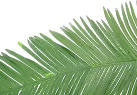 EUROPALMS dirbtinė kokoso karališkosios palmės lapė, 180cm 82509847