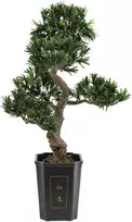 EUROPALMS Bonsai Podocarpus dirbtinis augalas, 80cm 82600116