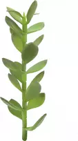 EUROPALMS Money Tree Sprout dirbtinis augalas, 30cm 82809010
