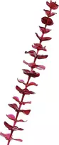 EUROPALMS dirbtinė krištolinė eukalipto šakelė, bordinė, 81cm 82600203