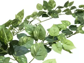 EUROPALMS Pothos Garland Classic dirbtinė gėlė, 180cm 82503728