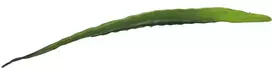 EUROPALMS dirbtinis alijošiaus lapas (EVA), žalias, 60cm 82530581