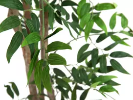 EUROPALMS Ficus Longifolia dirbtinis augalas, 165cm 82506350
