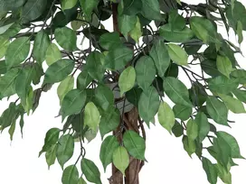 EUROPALMS Ficus Benjamina daugiavainikis dirbtinis augalas, 180 cm 82506126