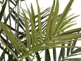 EUROPALMS Kentia Palm dirbtinis augalas 300cm 82511369