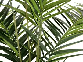 EUROPALMS Kentia Palm dirbtinis augalas 240 cm 82511368