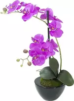 EUROPALMS dirbtinė orchidėjų kompozicija 4, baltos Phalaenopsis keraminėje vazoje, 60 cm 82530349