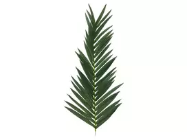 EUROPALMS dirbtinė kokoso karališkosios palmės lapas, 150 cm 82509845