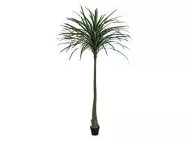 EUROPALMS Dracena dirbtinis augalas, žalias, 220cm 82505798