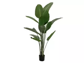 EUROPALMS dirbtinė strelicija, 170 cm, 82540523