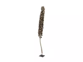 EUROPALMS Cacho Coco dirbtinė kokoso palmė, 120-190 cm, tikro medžio kamienas, 12 lapų, skirta patalpoms 83502349