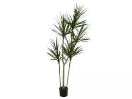 EUROPALMS Dracena dirbtinis augalas, žalias, 170 cm 82505799