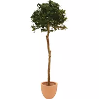 EUROPALMS dirbtinis lauro lapų rutulio formos medis, 180cm 82506946