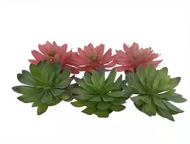 Terra Natura Sukulentas Echeveria 2, terariumo dekoracija, spalvų mišinys, 14x12,5x9,2 cm