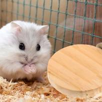 Mažas augintinio narvas – Hamsteriui, Papūgai  ir Voverei One Size