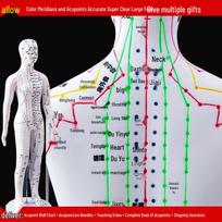 50CM Skaidrus meridianų žmogaus kūno modelis - Vyriškas ir moteriškas Tradicinės kinų medicinos akupunktūros taškai. white