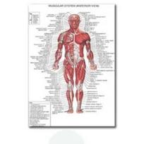 Raumenų sistemos plakatai ir spaudiniai Anatomijos lentelė Žmogaus kūnas Mokykla Medicinos mokslas Švietimo drobės paveikslai Namų dekoras 50x70cm No Framed