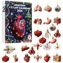 Žmogaus organų Kalėdiniai papuošalai Anatomijos Advento kalendoriai 2026 24 dienos Organų atgalinės atskaitos kalendorius 2D Kūno mokslo rinkiniai Akrilinės dalys Pakabukai A black
