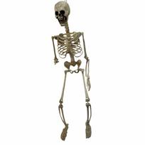 Helovino skeletas natūralaus dydžio tikroviški žmogaus kaulai PP medžiaga Septyni reguliuojami sąnariai, tinkantys Helovino ar pokštų temoms M/90 balta