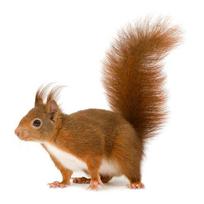 Išmintinga ir miela maža voveraitė gyvūno lipdukas vaikų miegamojo dekoracija juokingas lipdukas kambario dekoracija (as the picture,15cm(3.9 inch)) brown