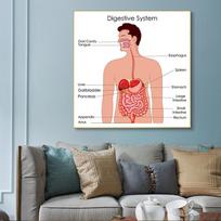 Žmogaus organai Smegenys Kepenys Širdis Anatomijos Plakatas Spaudinys Drobės Tapyba Žmogaus Kūno Žemėlapis Medicininė Klasė Biuro Kambarys Namų Dekoracija 50x50cm