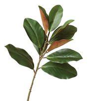 Gyvybiškos dirbtinės magnolijos lapų šakos 57 cm imituoti žali augalai lauko sodo dekoras žalia