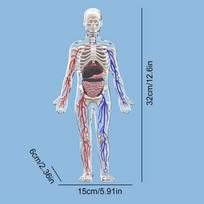 Human Body Science Model 4D Skeleton Transparent Human Body Model Luminous Figure Living Room Bedroom Study Display Desk gryna