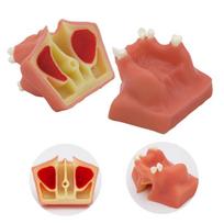 YOUYA 1 vnt. Dantų modelis Dantys Implantų praktikos modelis Dantis Dantų implantų modelis Mokomasis ekranas Odontologija Burnos mokymo modeliai