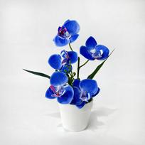 5 žiedų Phalaenopsis orchidėjos dekoras patalpose, vazoninė gėlė, lango palangė Style4