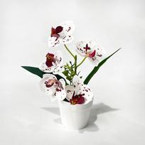 5 žiedų Phalaenopsis orchidėjos dekoras patalpose, vazoninė gėlė, lango palangė Style1