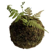 Samanų rutulio gėlių vazonas, natūraliai žalias bonsai augalų laikiklis, dekoratyvus samanų rutulio vazonas namams, sodui, vestuvių vakarėlio dekoravimui 7cm beige