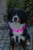Trixie Šviečiantis antkaklis USB, šunims, silikoninis, M–L: 50 cm/30 mm, rožinis (TX-12676)