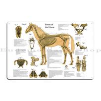 Žirgo skeletinė anatomija Veterinarinis sieninis plakatas Anatomijos vadovas Metalinė lentelė Svetainės Alaus baro Sienų dekoras Geležies Skardos ženklas Plakatas 40x30cm