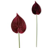 Šaka - Bordo spalvos putplasčio anturis 57 cm