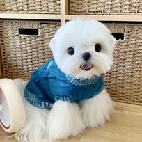 Dog Knitted Sweater Teddy Bichon Pomeranian Cat Small Dog Poodle Yorkshire Pet Clothes Autumn And Winter Clothing XS back length 20cm (recommended 1-2 pounds) white
