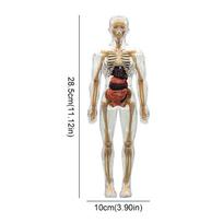 3D Human Body Torso Model For Anatomy, Skeleton, Removable, Simulation, Organ And Skeleton, Detachable Bone Body Models New white