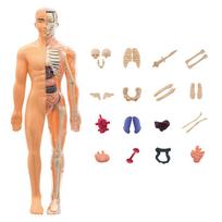 3D Human Body Torso Model For Anatomy, Skeleton, Removable, Simulation, Organ And Skeleton, Detachable Bone Body Models New
