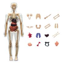3D Human Body Torso Model For Anatomy, Skeleton, Removable, Simulation, Organ And Skeleton, Detachable Bone Body Models New